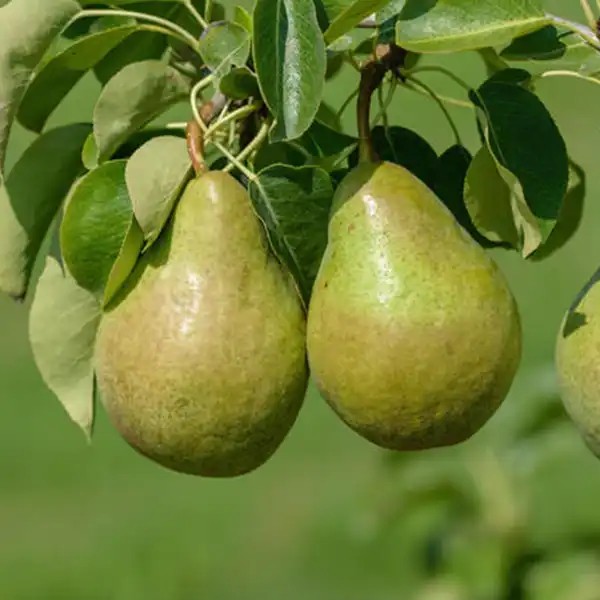 Nojabraskaja (Xenia) körtefa